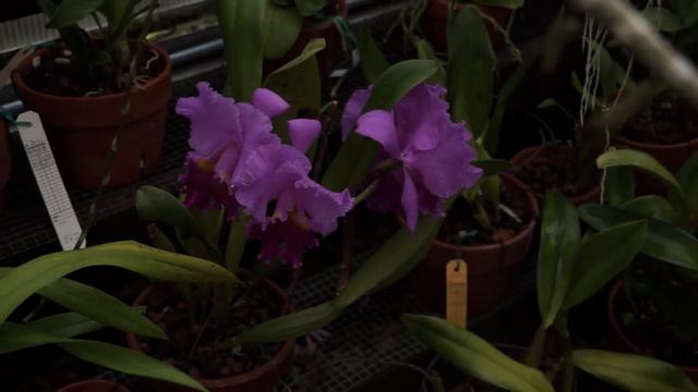 Shell Point Today - Tuesday, March 17, 2015 смотреть онлайн