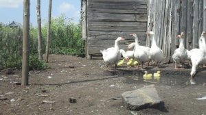 Четыре гусенка подкидыша...Можно ли подкинуть,подсадить гусят из инкубатора к родительскому стаду.