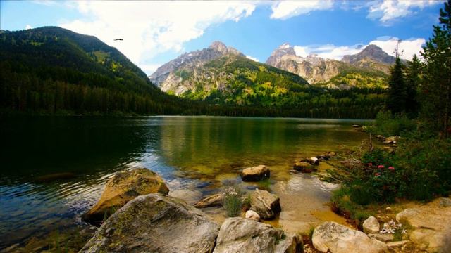 Пение птиц у озера в лесу. Звуки природы. Birds singing by the lake in the forest. Sounds of nature