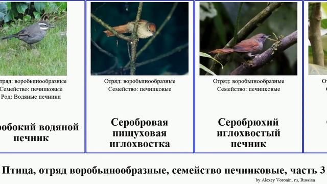 Птица, отряд воробьинообразные, семейство печниковые, часть 3 древолаз иглохвостка иглохвостый смотреть онлайн