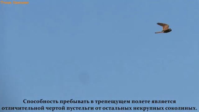 Пустельга обыкновенная