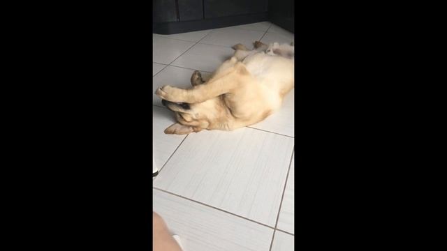 Собака лабрадор Тафгай грызет канистру и лапу смотреть онлайн