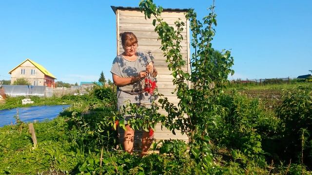 КАК ЗАСТАВИТЬ ГРУШУ ПЛОДОНОСИТЬ!!!