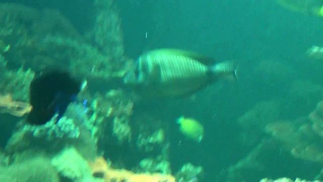 Зоопарк Вена Аквариум 2013 Zoo in Vienna 3/3 смотреть онлайн