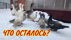 Планы на Мускусных уток и Гусей/Сколько уток оставил на разведение ? Индоутка / Гуси / Утка