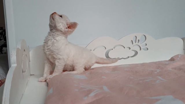 Малышам Девон рекс почти месяц. смотреть онлайн