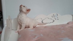 Малышам Девон рекс почти месяц.