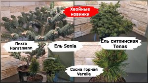 Хвойные новинки
( 20 апреля 2023 г.)