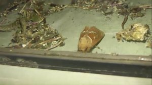 ИНСЕКТАРИЙ: 202. Тонкопряд Лесной (Triodia sylvina)