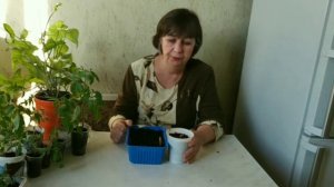 Проращивание косточек абрикосов в домашних условиях.