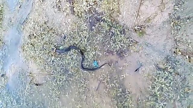 Змея проглатывает лягушку смотреть онлайн