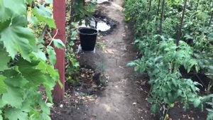 Полив винограда. Когда и сколько.