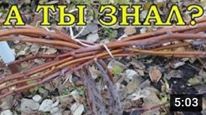 МАЛИНА как правильно отправить в ЗИМУ?❄❄❄