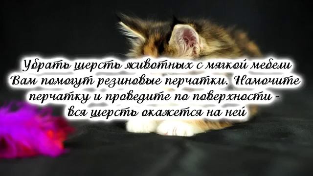 Как удалить шерсть животных с мебели. смотреть онлайн