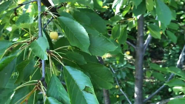 Желтоплодная черешня, сорт Желточек. Очень вкусная и сладкая.