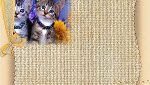 Слайд-шоу: Милые Котята! Проект ФотоШоу PRO!