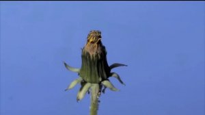 Ускоренная  съёмка.  Жизнь одуванчика / Time lapse Dandelion flower to seed head