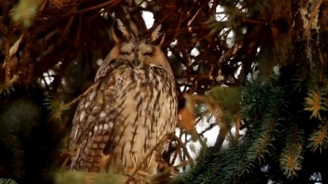 ворона на юга смотреть онлайн