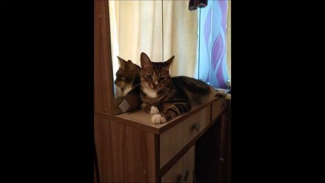 Моя бенгальская кошечка Снежка