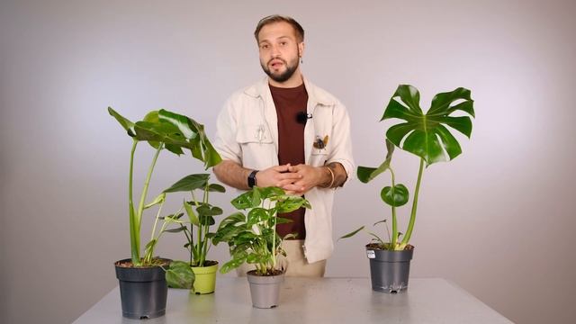 Монстера: секреты от Ильи Гомыранова