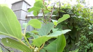 КИВИ / АКТИНИДИЯ КИТАЙСКАЯ В БЕЛАРУСИ