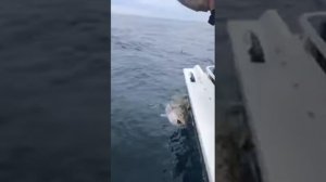 Работа катушки 600 й серии Daiwa x600wp