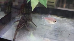 Hypostomus plecostomus, pleco limpia cristales