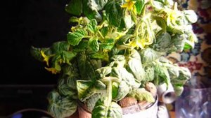 Помидор Флорида Петит на гидропонике