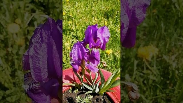 Таинственный цветок ИРИС.?