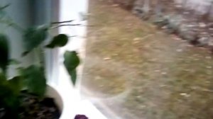 Поборолась с мушками, омолаживаю и небольшой обзор подоконника