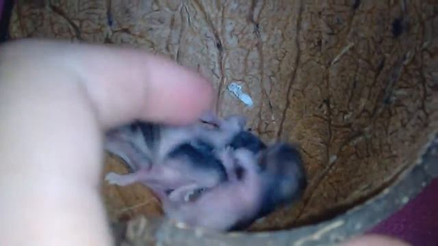 Джунгарские хомячки дети. смотреть онлайн