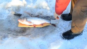 Чистка рыбы мойкой высокого давления Stihl RE 128.