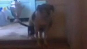 кот сосет у собаки