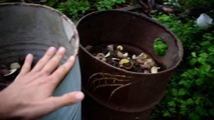 Посадил Картошку в Бочки,будет Чудо Урожай :-)