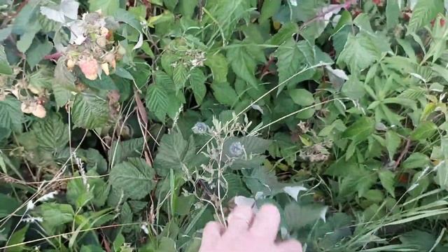 Малина ,,Шапка Мономаха,, ?Усыпана ягодами? смотреть онлайн