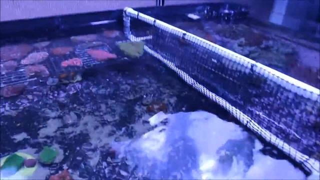 Xerxes” The Frag Tank | Episode 2 | Dividers смотреть онлайн