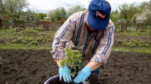 Малина.  Как размножить?  Заработать?  Выбрать саженцы?