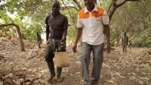 КЕШЬЮ Польза и Вред Как Растет Индийский Орех