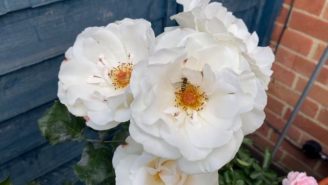 Rose Margaret Merril #gardening #rose #britishsummer #roses #englishroses #garden #flowers смотреть онлайн