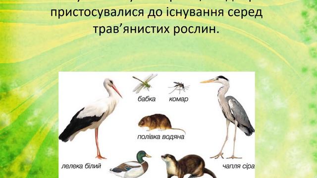 Урок 50 ЛУКИ — ПРИРОДНЕ УГРУПОВАННЯ. ЯДС 3 клас автор підручника І.Жаркова смотреть онлайн