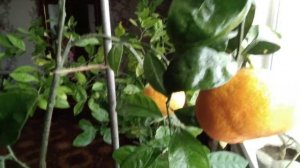 Сибирь,мороз -30,а МАНДАРИНЫ спеют.Красота!