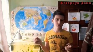 Плохое содержание рыб в аквариуме!!!