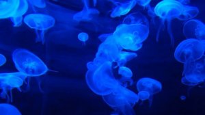 ОЛЬГА БРУКМАН ИЗБАВИЛАСЬ ОТ МУЖА РИКА. КАК ЖИВЁТ ЖЕНА АМЕРИКАНЦА. ОБЗОР НА ОЛЬГА БРЕНДОВНА ИЗ США