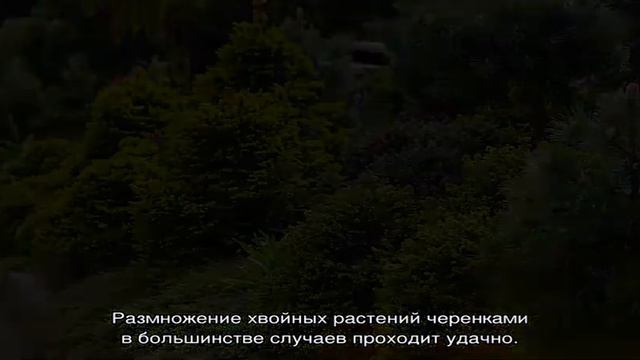 Как размножать хвойные растения черенками