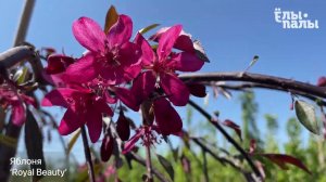 Яблоня `Royal Beauty`