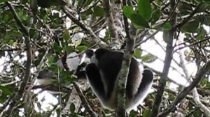 Indri Call