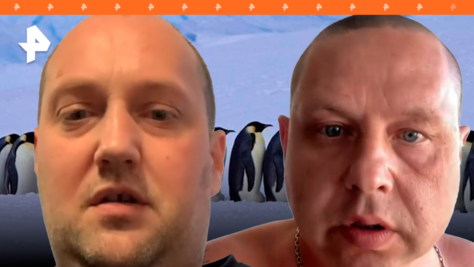 "Вы там все припорошенные ***?!": Киев будет изучать пингвинов за $11 млн