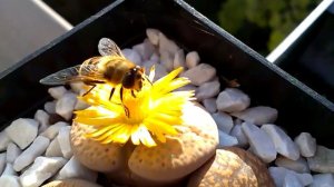 Lithops pollination natural way.