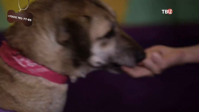 Дана смотреть онлайн