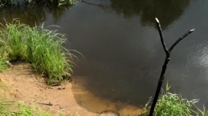 Рыбалка на реке Плюсса жор окуня ливень